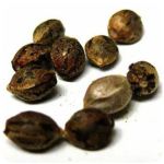Семена марихуаны АК-47  (Seeds AK-47) в Краснотурьинске